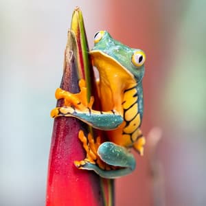 Moonlight Mantras: Frogs for Evening Meditation - Noisy Moons