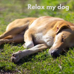 Dog Chill - Nederlands Ontspannende Muziek