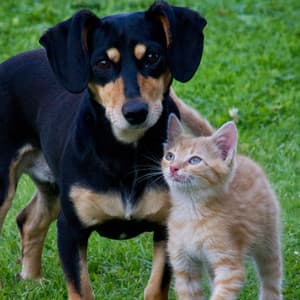Nature's Waterfall Cascade: Binaural Bliss by the River for Pets - Waterfall Sounds
