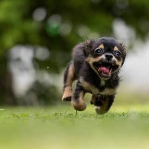 Quiet Bgm for Comforting Puppy - Calming for Dogs