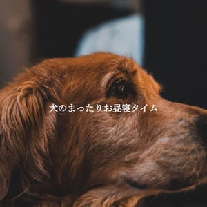 犬のまったりお昼寝タイム - Relaxing Coffee Shop