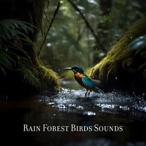 Rain Forest Birds Sounds - Spa!
