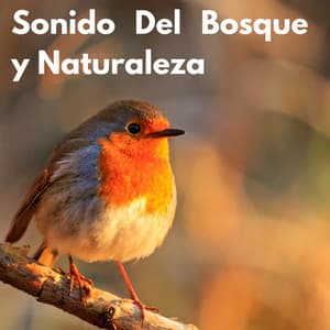 Sonido Del Bosque y Naturaleza - Canciones de cuna para bebés