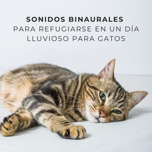 Sonidos Binaurales Para Refugiarse En Un Día Lluvioso Para Gatos - Beats binaurales MT
