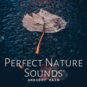 Ambient Rain: Perfect Nature Sounds - Nature Songs Nature Music