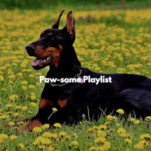 Paw-some Playlist - Chicago Jazz Lounge