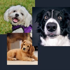 Backdrop for Sweet Dogs - Deluxe Trumpet, Electric Piano, Alto Sax and Soprano Sax - Songs for Dogs to Sleep To