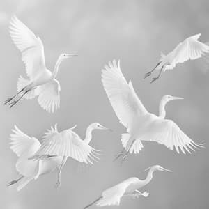 Patrones De Vuelo: Ritmos Binaurales De Aves - 80 88 Hz - ondas de ritmo