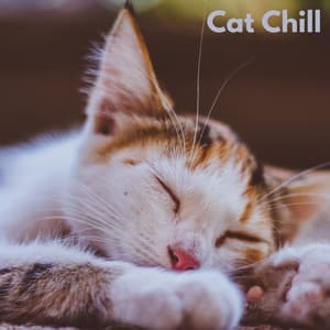 Cat Chill - Beruhigende Kätzchenmusik
