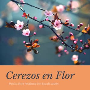 Cerezos en Flor: Música Ultra Relajante Zen Spa de Japón - Masaje Velia