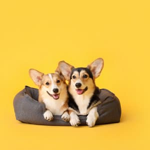 Jazz Piano Pawprints: Soothing Melodies for Dogs - Chill Jaz