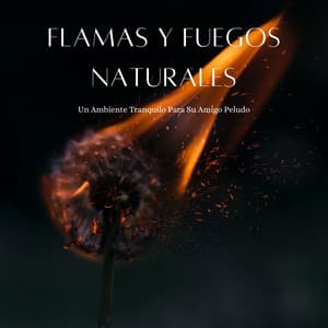 Flamas Y Fuegos Naturales: Un Ambiente Tranquilo Para Su Amigo Peludo - Sonidos de fuego de llamas celestiales