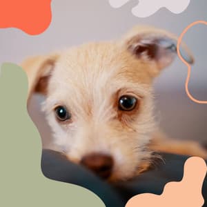 Music for Calming Puppy - Sleeptime for Dogs