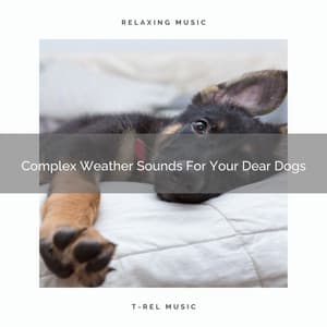Complex Weather Sounds For Your Dear Dogs - Pets Relax