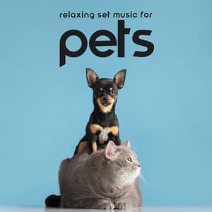 Relaxing Set Music for Pets: Puppy Lullabies, Gentle Music to Sleep for Your Dogs and Cats, Calm Down Your Animals - Pet Relax Academy