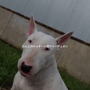 わんこのマッサージ用アコーディオン - Música de la Oficina