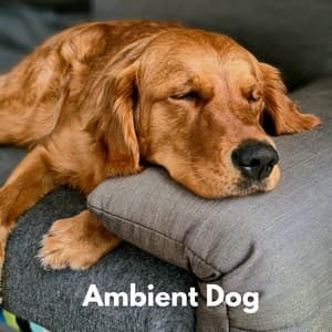 Ambient Dog - Calma Música para Perros