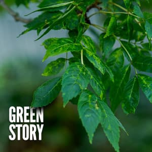 Green Story - Cat Music