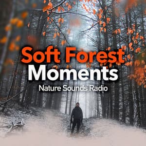 Soft Forest Moments - Nature Sounds Radio