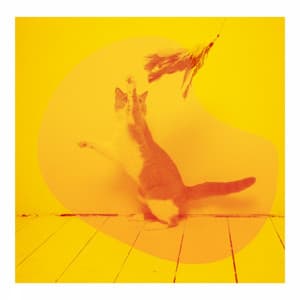 Latin Guitar - Background Music for Affectionate Cats - Cat Sleeping Music Project