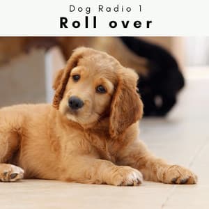 4 Paws: Roll over - Dog Radio 1