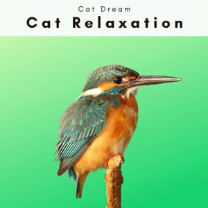 4 Cats: Dream - Cat Relaxation