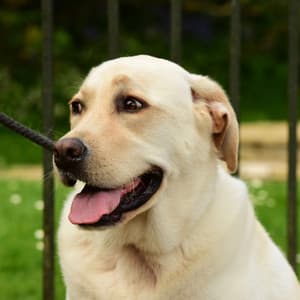 Dog Melody: Rainy Bliss and Binaural Serenity - Rained