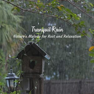 Tranquil Rain: Nature's Melody for Rest and Relaxation - About A Sudden Rainstorm