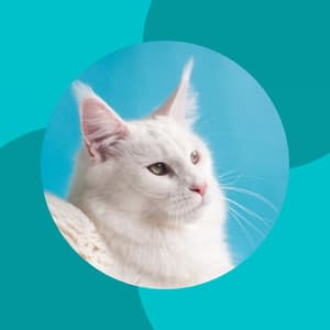 Bgm for Kitten Relax Time - Cat Music Relaxation