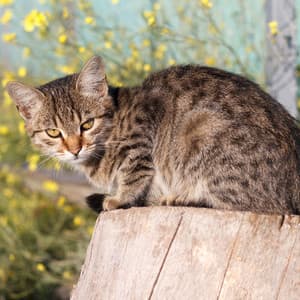 Serene Cat Moments: Piano Rain's Harmony Echoes - Piano for cats