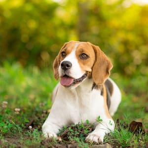Calming Binaural Hound Tunes: Ambient Rain Melodies for Dog Serenity - Rain Sounds & Nature Sounds