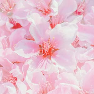30 Day Boost: Neural Harmony - Spa Music Relaxation