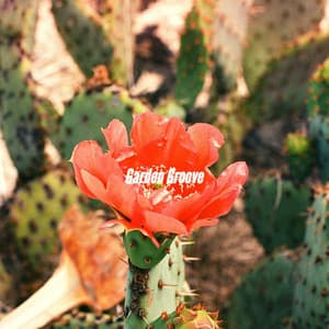 Garden Groove - Afternoon Jazz