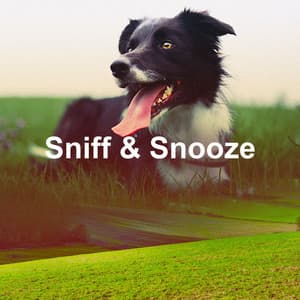 Sniff & Snooze - Puppy Music Dreams