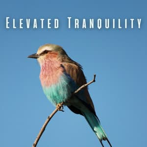 Elevated Tranquility: Soothing Birds and Chill Sounds for Relaxation - Swedish Forest Birds