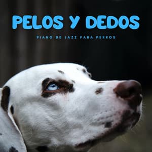 Pelos Y Dedos: Piano De Jazz Para Perros - Piano de una audiencia