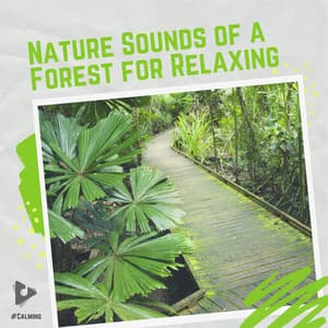 Nature Sounds of a Forest for Relaxing - #Calming