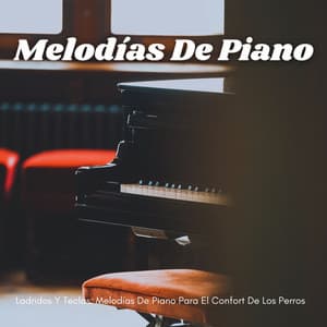 Ladridos Y Teclas: Melodías De Piano Para El Confort De Los Perros - Piano Suave Relajante