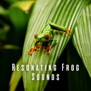 Resonating Frog Sounds - WP Sounds