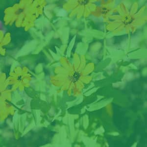 Meditation Music - Yoga Music Playlists