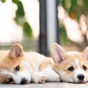 Doggy Dreamland: Relaxing Nature Sounds for Restful Dogs - Soothing Nature Sound