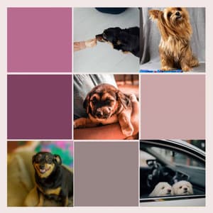 Loving - Dog Jazz Music