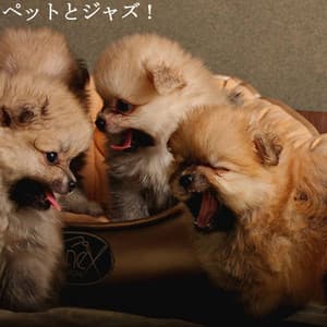 ペットとジャズ！ - Klassischer Jazz