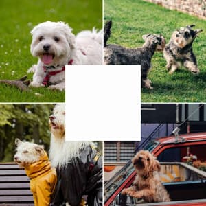 Sultry Ambiance for Dog Calming - Dogs at Home