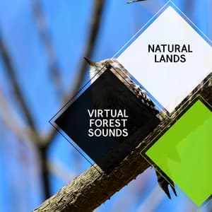 Virtual Forest Sounds - Natural Lands - Sleepy Times