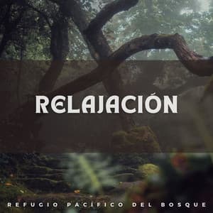 Relajación: Refugio Pacífico del Bosque - Sonidos Del Bosque