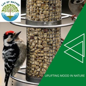 Uplifting Mood In Nature - Calm Music