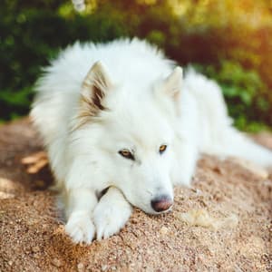 Gentle Lofi Dog Serenity: Tranquil Ambient Sounds for Canine Calmness - Relaxing Music for Dogs