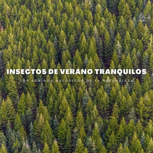Insectos De Verano Tranquilos: Los Sonidos Melódicos De La Naturaleza - La naturaleza