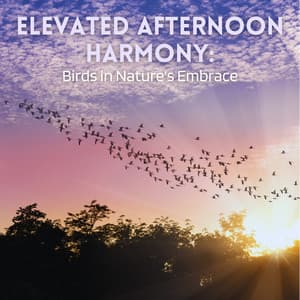 Elevated Afternoon Harmony: Birds in Nature's Embrace - Forest Sounds